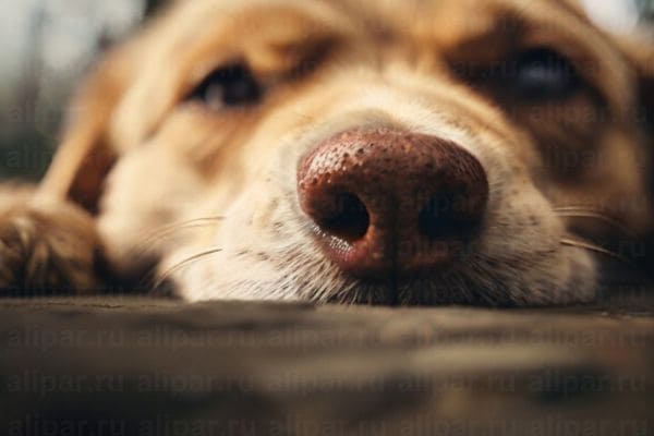 почему у собак мокрый нос